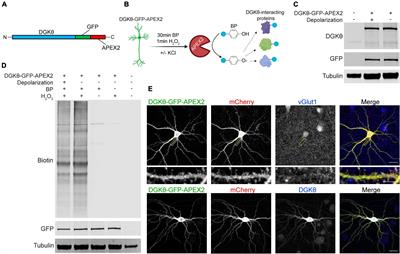 Identification of Synaptic DGKθ Interactors That Stimulate DGKθ Activity